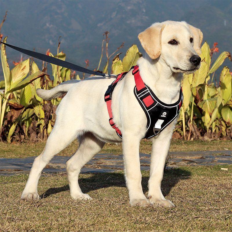 Adorable Chest Strap Vest, Harness for Medium, Large Dog - Pet's Dream